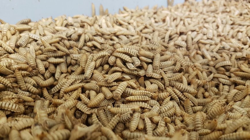 BÜHLER ERÖFFNET INSECT TECHNOLOGY CENTER, UM KUNDEN AUS DER FUTTER- UND LEBENSMITTELINDUSTRIE ZU UNTERSTÜTZEN